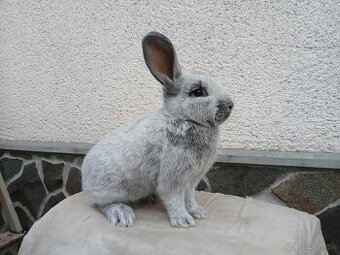 Veľký svetlý strieborný-samec