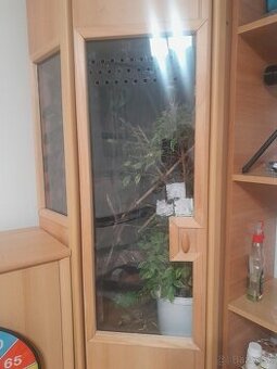 Terarium pre chameleona