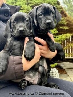 Tosa inu - TOP štěňátka vzácné černé barvy s PP