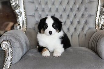 Miniatúrny americký ovčiak