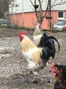Predám dva kohüty