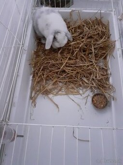 Predam zakrsleho zajaca