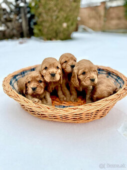 Anglický kokeršpaniel