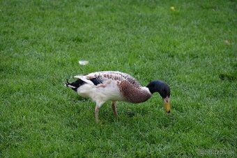 Indický bežec strieborný - káčer