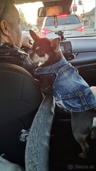 Psik civava na krytie