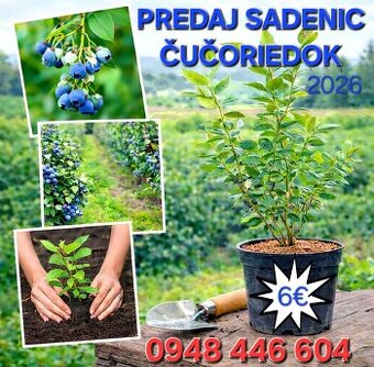 Čučoriedky sadenice