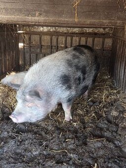 Čínske prasa vietnamská prasnica