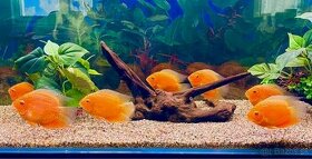 Heros Severum Super Red Spotted