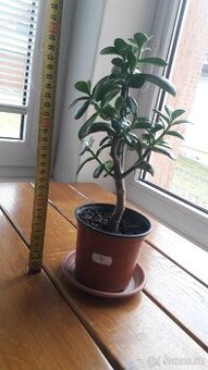 Crassula Ovata - tučnolist, Strom peňazí - 17 Eur (č. 4)