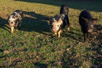 Sviňky kune kune