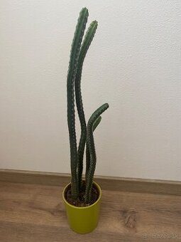 Kaktusy