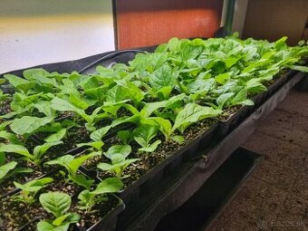 Tabak sadenice planty
