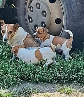 JackRusselTerier