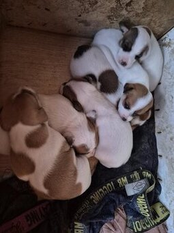 Šteniatka Jack russel
