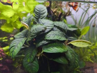 Anubias Barteri