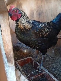 Kohút 🐓 - 1