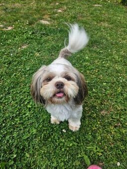 Fenka Shih-tzu