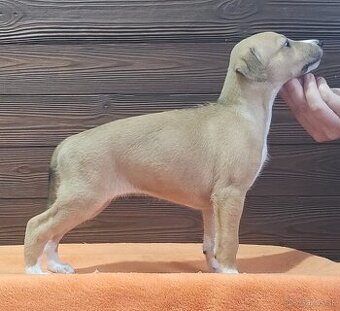 Whippet s PP - posledné 3 šteniatka