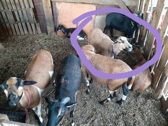Predám Kamerúnske ovce
