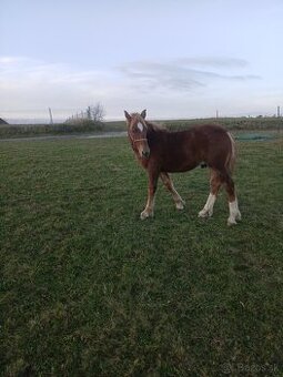 Predám žriebätá - 1