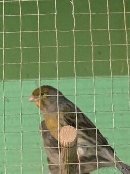 Predám 6 kanárikov