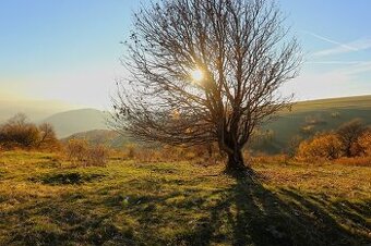 Veľký Blh - 503 m2 PÔDA a LESY – PREDAJ