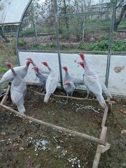 Ponúkam Morky  domáce (Modre)