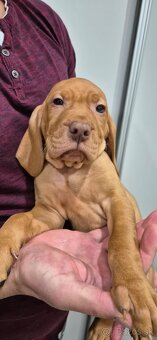 Maďarská vyžla šteniatka