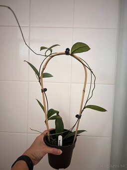 Hoya Voskovka Crassipetiolata