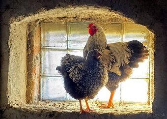 Wyandotka strieborná čiernolemovaná veľká