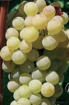 VINIČ ČABIANSKA PERLA 2 ročný