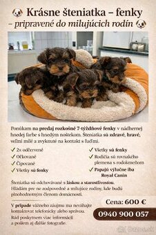 Čoko mini yorkshire