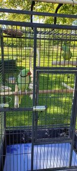 Alexander Veľký ručne dokŕmený pár