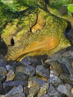 Prísavník zlatý | Ancistrus sp. Gold