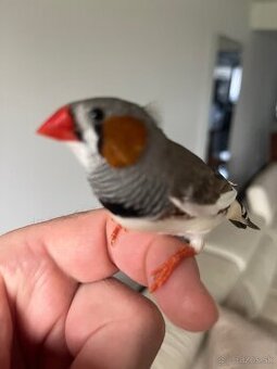 Zebrička austrálska