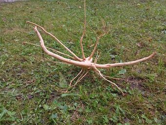 predam koren/samorast do akvaria