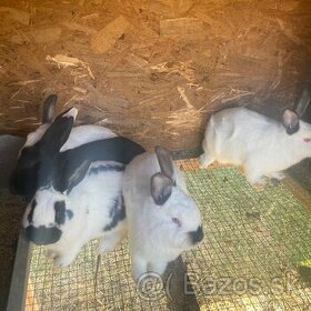 Mladé králiky - samice na chov alebo na Mëso očistené