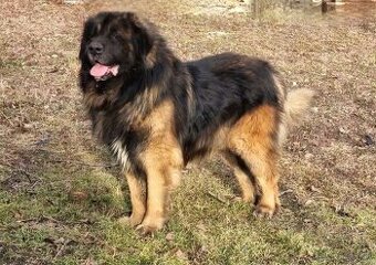 Leonberger s PP
