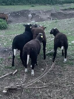 Jahňatá Zwartbles