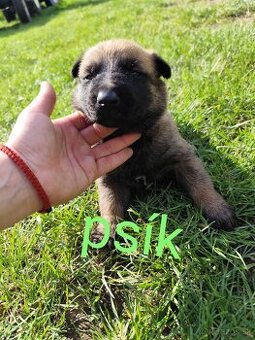 Belgický ovčiak Malinois / Nemecký ovčiak