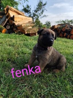 Belgický ovčiak Malinois / Nemecký ovčiak
