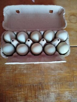 Araucana