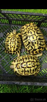Testudo hermanni Sicilia