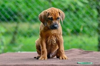 Štěňátko rhodéského ridgebacka - chlapec s PP - 1