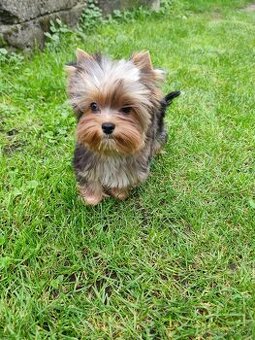 Yorkshire terrier