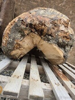 Nádor ( burl ) na kmeni stromu , BUK