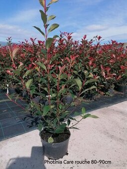 Vavrínovec, červienka, gaštan - Nitra - 1