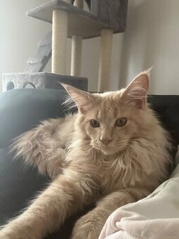 Maine coon