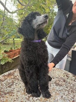 šteniatka strieborného kráľovského pudla