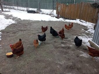 Predám domáce vajíčka_zn. BIO